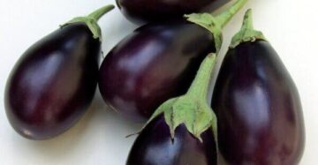 Eggplant