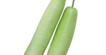Bottle Gourd